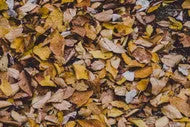 WHICH YARD BAG IS RIGHT FOR YOU?